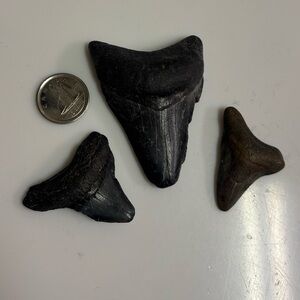Fossilized Shark Teeth (set of 3)
